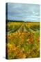 Autumn in Leonetti Vineyard, Walla Walla, Washington, USA-Richard Duval-Stretched Canvas