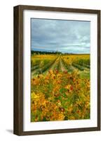 Autumn in Leonetti Vineyard, Walla Walla, Washington, USA-Richard Duval-Framed Photographic Print