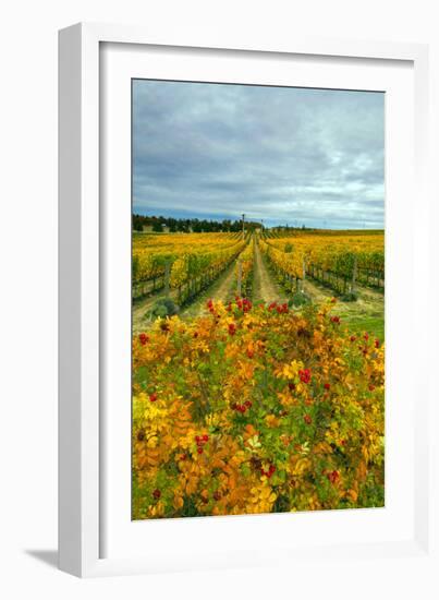 Autumn in Leonetti Vineyard, Walla Walla, Washington, USA-Richard Duval-Framed Photographic Print