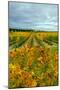 Autumn in Leonetti Vineyard, Walla Walla, Washington, USA-Richard Duval-Mounted Photographic Print