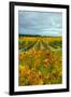 Autumn in Leonetti Vineyard, Walla Walla, Washington, USA-Richard Duval-Framed Photographic Print