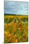 Autumn in Leonetti Vineyard, Walla Walla, Washington, USA-Richard Duval-Mounted Photographic Print