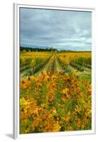 Autumn in Leonetti Vineyard, Walla Walla, Washington, USA-Richard Duval-Framed Premium Photographic Print