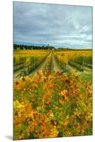 Autumn in Leonetti Vineyard, Walla Walla, Washington, USA-Richard Duval-Mounted Premium Photographic Print