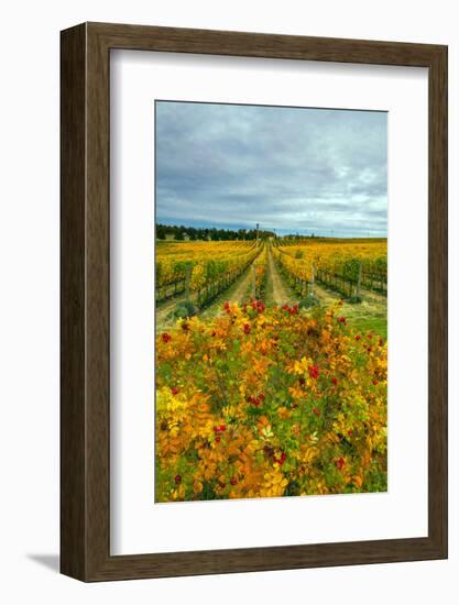 Autumn in Leonetti Vineyard, Walla Walla, Washington, USA-Richard Duval-Framed Photographic Print