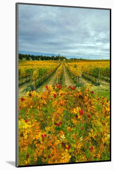 Autumn in Leonetti Vineyard, Walla Walla, Washington, USA-Richard Duval-Mounted Photographic Print