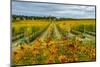 Autumn in Leonetti Vineyard, Walla Walla, Washington, USA-Richard Duval-Mounted Premium Photographic Print