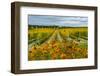 Autumn in Leonetti Vineyard, Walla Walla, Washington, USA-Richard Duval-Framed Photographic Print