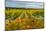 Autumn in Leonetti Vineyard, Walla Walla, Washington, USA-Richard Duval-Mounted Photographic Print