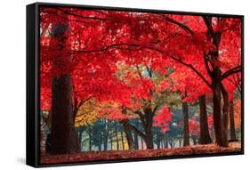 Autumn in Nami Island-Suthee Treewatanawong-Framed Stretched Canvas