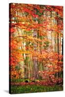 Autumn in New Haven-Philippe Sainte-Laudy-Stretched Canvas