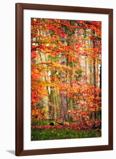 Autumn in New Haven-Philippe Sainte-Laudy-Framed Photographic Print