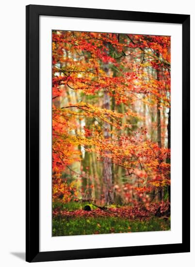 Autumn in New Haven-Philippe Sainte-Laudy-Framed Photographic Print