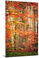 Autumn in New Haven-Philippe Sainte-Laudy-Mounted Photographic Print