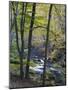 Autumn in the Bodetal, Harz National Park, Saxony-Anhalt, Germany-Michael Jaeschke-Mounted Photographic Print