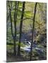 Autumn in the Bodetal, Harz National Park, Saxony-Anhalt, Germany-Michael Jaeschke-Mounted Photographic Print