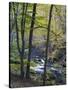 Autumn in the Bodetal, Harz National Park, Saxony-Anhalt, Germany-Michael Jaeschke-Stretched Canvas