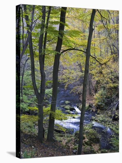 Autumn in the Bodetal, Harz National Park, Saxony-Anhalt, Germany-Michael Jaeschke-Stretched Canvas