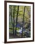 Autumn in the Bodetal, Harz National Park, Saxony-Anhalt, Germany-Michael Jaeschke-Framed Photographic Print