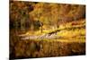 Autumn in the Scottish Highlands, Scotland, United Kingdom, Europe-Karen Deakin-Mounted Photographic Print