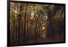 Autumn in the Teutoburg Forest.-Nadja Jacke-Framed Photographic Print