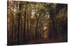 Autumn in the Teutoburg Forest.-Nadja Jacke-Stretched Canvas