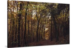 Autumn in the Teutoburg Forest.-Nadja Jacke-Stretched Canvas