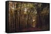 Autumn in the Teutoburg Forest.-Nadja Jacke-Framed Stretched Canvas