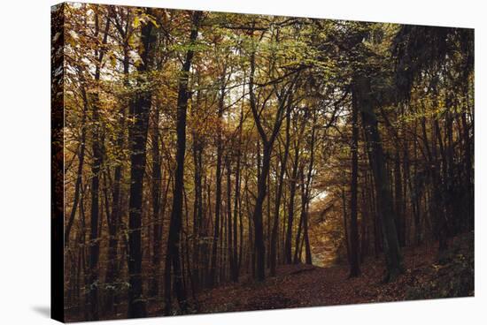 Autumn in the Teutoburg Forest.-Nadja Jacke-Stretched Canvas