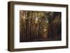 Autumn in the Teutoburg Forest.-Nadja Jacke-Framed Photographic Print