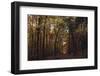 Autumn in the Teutoburg Forest.-Nadja Jacke-Framed Photographic Print