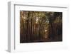 Autumn in the Teutoburg Forest.-Nadja Jacke-Framed Photographic Print