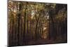 Autumn in the Teutoburg Forest.-Nadja Jacke-Mounted Photographic Print