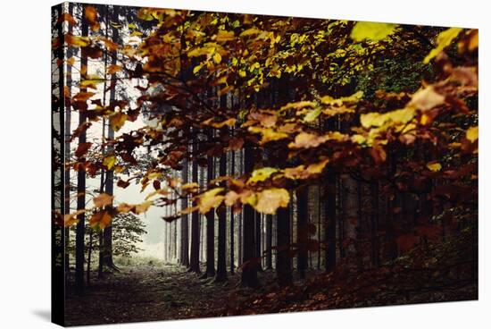 Autumn in the Teutoburg Forest.-Nadja Jacke-Stretched Canvas