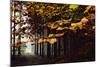 Autumn in the Teutoburg Forest.-Nadja Jacke-Mounted Photographic Print