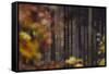 Autumn in the Teutoburg Forest.-Nadja Jacke-Framed Stretched Canvas