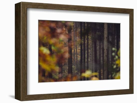 Autumn in the Teutoburg Forest.-Nadja Jacke-Framed Photographic Print