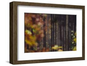 Autumn in the Teutoburg Forest.-Nadja Jacke-Framed Photographic Print