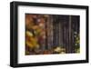 Autumn in the Teutoburg Forest.-Nadja Jacke-Framed Photographic Print