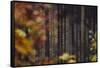 Autumn in the Teutoburg Forest.-Nadja Jacke-Framed Stretched Canvas