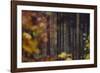 Autumn in the Teutoburg Forest.-Nadja Jacke-Framed Photographic Print