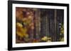 Autumn in the Teutoburg Forest.-Nadja Jacke-Framed Photographic Print