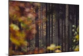 Autumn in the Teutoburg Forest.-Nadja Jacke-Mounted Photographic Print