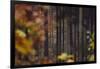 Autumn in the Teutoburg Forest.-Nadja Jacke-Framed Photographic Print