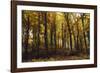 Autumn in the Teutoburg Forest.-Nadja Jacke-Framed Photographic Print