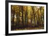 Autumn in the Teutoburg Forest.-Nadja Jacke-Framed Photographic Print