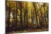 Autumn in the Teutoburg Forest.-Nadja Jacke-Mounted Photographic Print