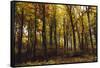 Autumn in the Teutoburg Forest.-Nadja Jacke-Framed Stretched Canvas