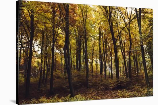Autumn in the Teutoburg Forest.-Nadja Jacke-Stretched Canvas