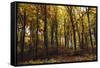 Autumn in the Teutoburg Forest.-Nadja Jacke-Framed Stretched Canvas